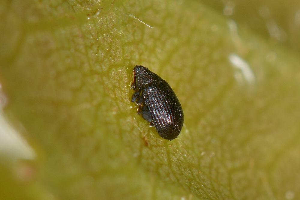 Curculionidae: Rhamphus pulicarius